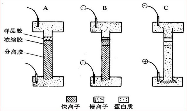 国产精品麻豆欧美日韩WW电泳过程